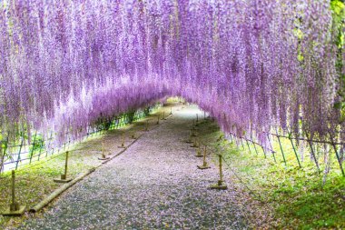Kawachi Fuji Bahçesindeki (Fukuoka, Japonya) Wisteria Tüneli)