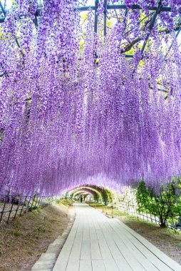 Kawachi Fuji Bahçesi 'ndeki (Fukuoka, Japonya) Wisteria Tüneli ön plana odaklandı.