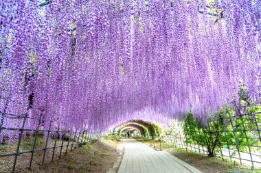 Kawachi Fuji Bahçesi 'ndeki (Fukuoka, Japonya) Wisteria Tüneli ön plana odaklandı.