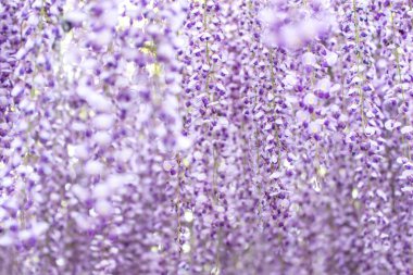 Kawachi Fuji Bahçesinde (Fukuoka, Japonya) Violet Wisteria Çiçekleri (yakın plan))