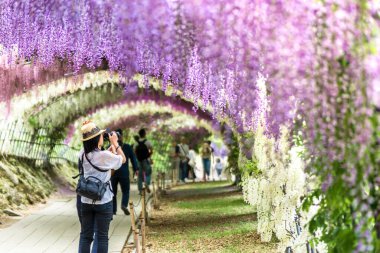 FUKUOKA, JAPAN - 8 Mayıs 2017: Kawachi Fuji Bahçesi 'nde (Fukuoka, Japonya) Wisteria Tüneli' nin fotoğraflarını çeken kadın gezgin)