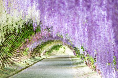 Kawachi Fuji Bahçesindeki (Fukuoka, Japonya) Wisteria Tüneli)