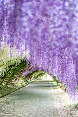 Kawachi Fuji Bahçesindeki (Fukuoka, Japonya) Wisteria Tüneli)