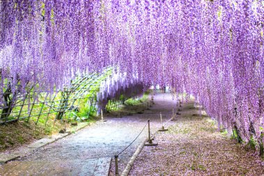 Kawachi Fuji Bahçesindeki (Fukuoka, Japonya) Wisteria Tüneli)