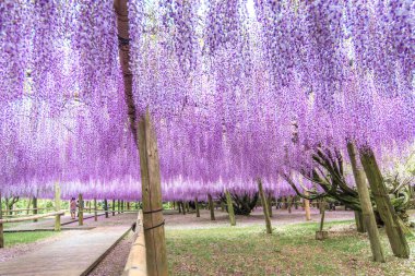 Kawachi Fuji Bahçesi 'ndeki (Fukuoka, Japonya)