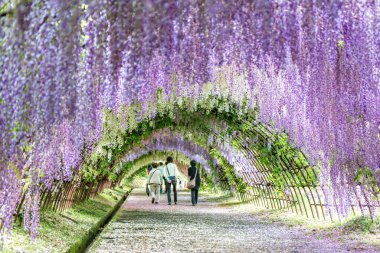Kawachi Fuji Bahçesindeki (Fukuoka, Japonya) Wisteria Tüneli 'nde yürüyen turistler)