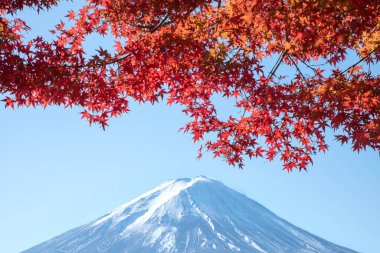 Sonbaharda Fuji Dağı önünde turuncu akçaağaç yapraklarıyla