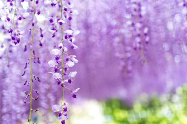 Glicine Viola Fiori Primo Piano Con Bokeh Luce Sullo Sfondo — Foto Stock