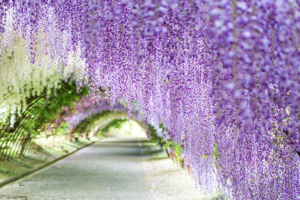 Tunel Wisteria Ogrodzie Kawachi Fuji Fukuoka Japonia Skupiony Pierwszym Planie — Zdjęcie stockowe