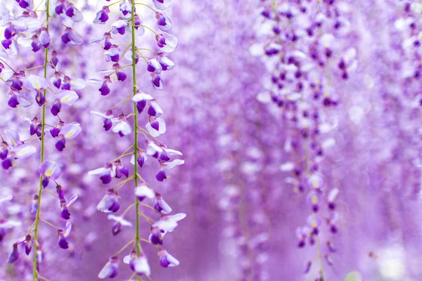 Kawachi Fuji Bahçesinde Fukuoka Japonya Violet Wisteria Çiçekleri Yakın Plan — Stok fotoğraf