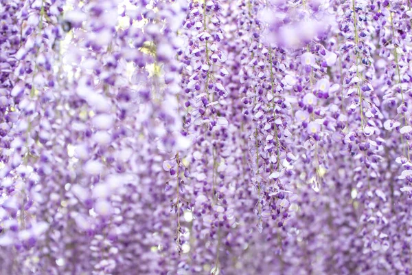 Fleurs Wisteria Violette Gros Plan Jardin Kawachi Fuji Fukuoka Japon — Photo