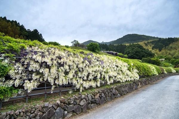 在阴天的川崎富士花园的紫藤隧道外 日本福冈 — 图库照片