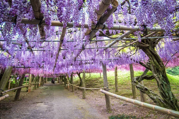 川崎富士花园 日本福冈 的紫藤隧道 — 图库照片
