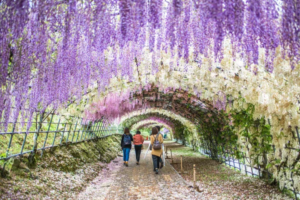 Tunel Wisteria Ogrodzie Kawachi Fuji Ludźmi Turystami Środku Fukuoka Japonia — Zdjęcie stockowe