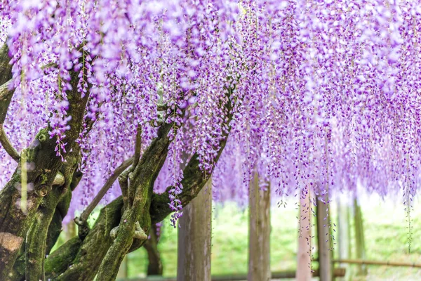 川崎富士花园的紫藤树 日本福冈 — 图库照片