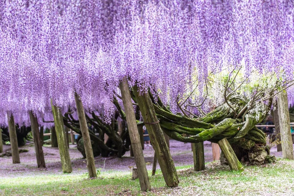川崎富士花园 日本福冈 的紫藤树 — 图库照片
