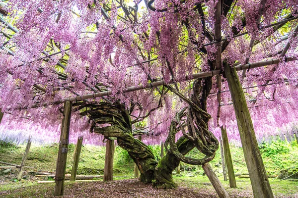 Arbre Wisteria Jardin Kawachi Fuji Fukuoka Japon — Photo