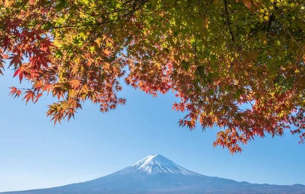 Góra Fuji Jesienią Kolorowymi Liśćmi Klonu Pierwszym Planie — Zdjęcie stockowe