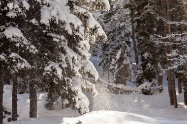 Kışın karla kaplı bir vadide, kar tanelerine vuran güneşli ağaçlar. Karlı bir zemin üzerinde çam ağacından kar taneleri düşüyor..