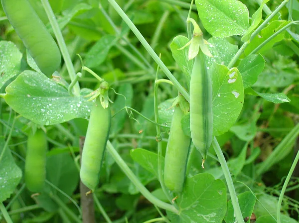 Olgun yeşil bezelyeler, yapraklardaki çiğ taneleri. Hasat