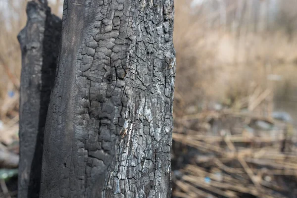 Burned forest, burned grass, careless handling of fire, forest arson