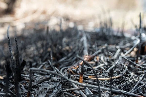 Burned forest, burned grass, careless handling of fire, forest arson