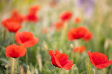 Gelincikler rüzgarda sallanırken mutludur İtalyan kırsalının tadını çıkarırken