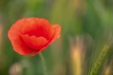 Gelincikler rüzgarda sallanırken mutludur İtalyan kırsalının tadını çıkarırken
