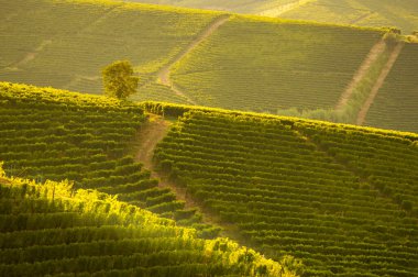 Langhe, Piedmont, İtalya 'daki üzüm bağları manzarası. güzel üzüm sıraları grafikler çizer
