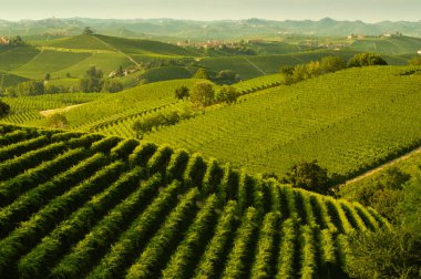 Langhe, Piedmont, İtalya 'daki üzüm bağları manzarası. güzel üzüm sıraları grafikler çizer