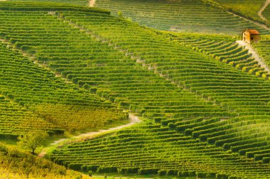 Langhe, Piedmont, İtalya 'daki üzüm bağları manzarası. güzel üzüm sıraları grafikler çizer