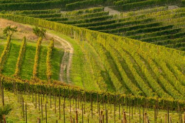 Langhe, Piedmont, İtalya 'daki üzüm bağları manzarası. güzel üzüm sıraları grafikler çizer