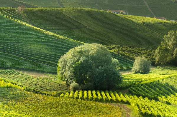 Szőlőültetvények Táj Langhe Piedmont Olaszország Gyönyörű Szőlősorok Rajzolni Grafika — Stock Fotó