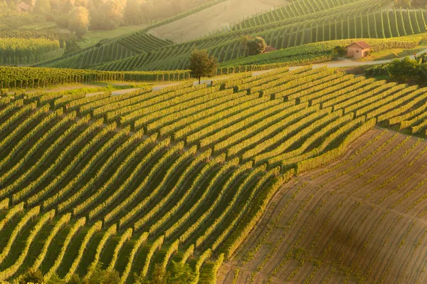 Szőlőültetvények Táj Langhe Piedmont Olaszország Gyönyörű Szőlősorok Rajzolni Grafika — Stock Fotó