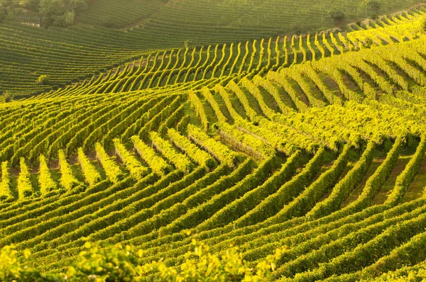 Szőlőültetvények Táj Langhe Piedmont Olaszország Gyönyörű Szőlősorok Rajzolni Grafika — Stock Fotó