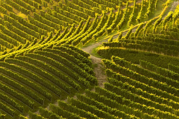 Szőlőültetvények Táj Langhe Piedmont Olaszország Gyönyörű Szőlősorok Rajzolni Grafika — Stock Fotó