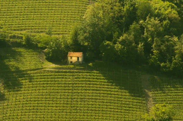 Wijngaard Landschap Italië Druivenrijen Tekenen Graphics — Stockfoto