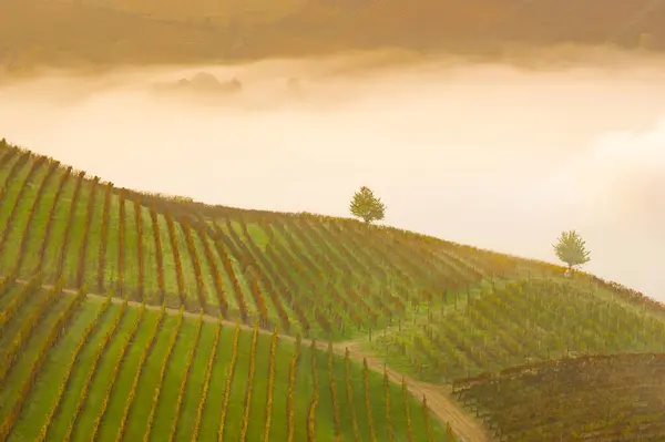 Szőlőültetvények Táj Langhe Piedmont Olaszország Gyönyörű Szőlősorok Rajzolni Grafika — Stock Fotó