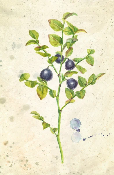 Dallar ve yapraklar, vintage bej renkli arka plan ile bilberries suluboya gerçekçi çizimi. — Stok fotoğraf