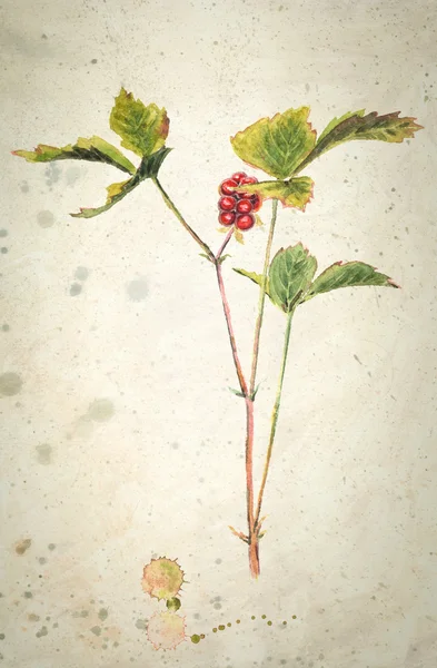 Wild Forest Stone Bramble berry - Rubus saxatilis, bacche rosse con foglie verdi. Pittura ad acquerello su sfondo beige testurizzato vintage . — Foto Stock