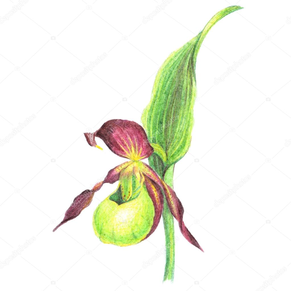 Illustration of lady's-slipper orchid flower. Color pencil drawing isolated on white background.
