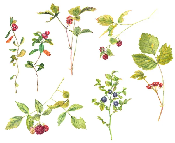 Egy sor erdei bogyós gyümölcsök: málna, kő bramble, cowberry, áfonya - reális akvarell festészet. Elszigetelt fehér background. — Stock Fotó