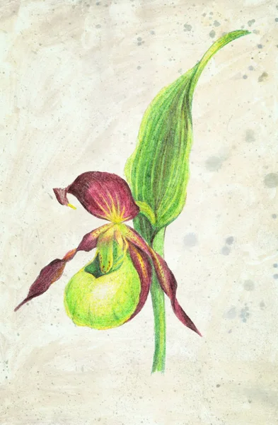 Ilustración de la flor de orquídea de la señora-zapatilla. Dibujo a lápiz de color sobre fondo beige vintage . —  Fotos de Stock