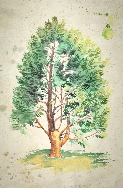 Aquarela pintura de uma árvore de cedro realista, no fundo bege vintage . — Fotografia de Stock