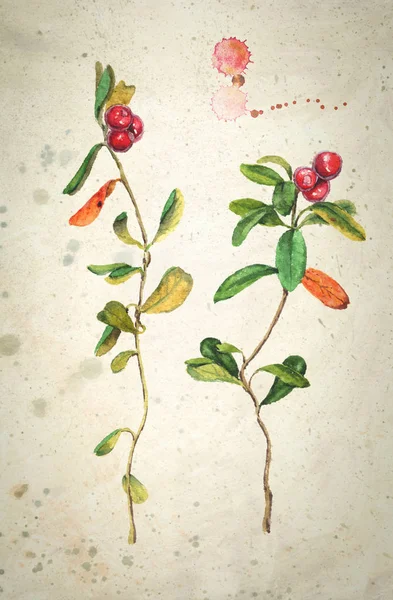 Realistische Aquarell-Illustration zweier Preiselbeeren mit Blättern. auf beigem Hintergrund. — Stockfoto