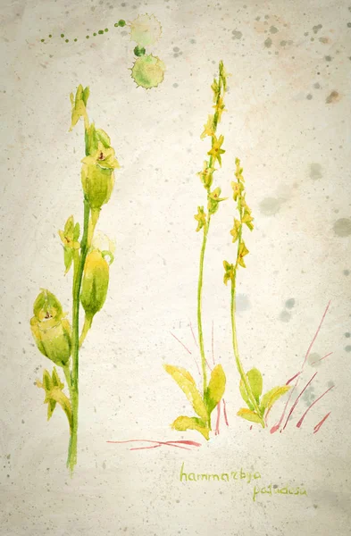 Botaniska illustration - Hammarbya paludosa orkidé. Akvarellmålning på vintage beige bakgrund. — Stockfoto