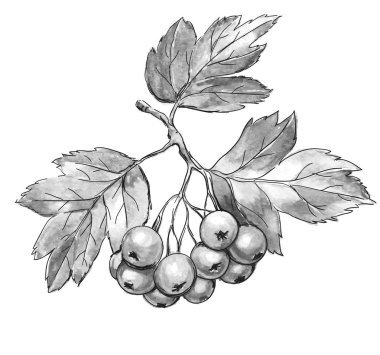 Hawthorn berries - grayscale textured illustration. Realistic berries and leaves. clipart