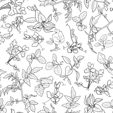 Çeşitli siyah beyaz bitkiler - sebze fidesi ile Seamless modeli. Vektör çizim.