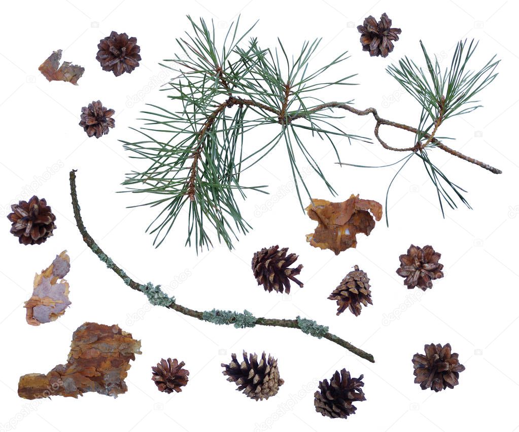 Pine cones and branches isolated on a white background
