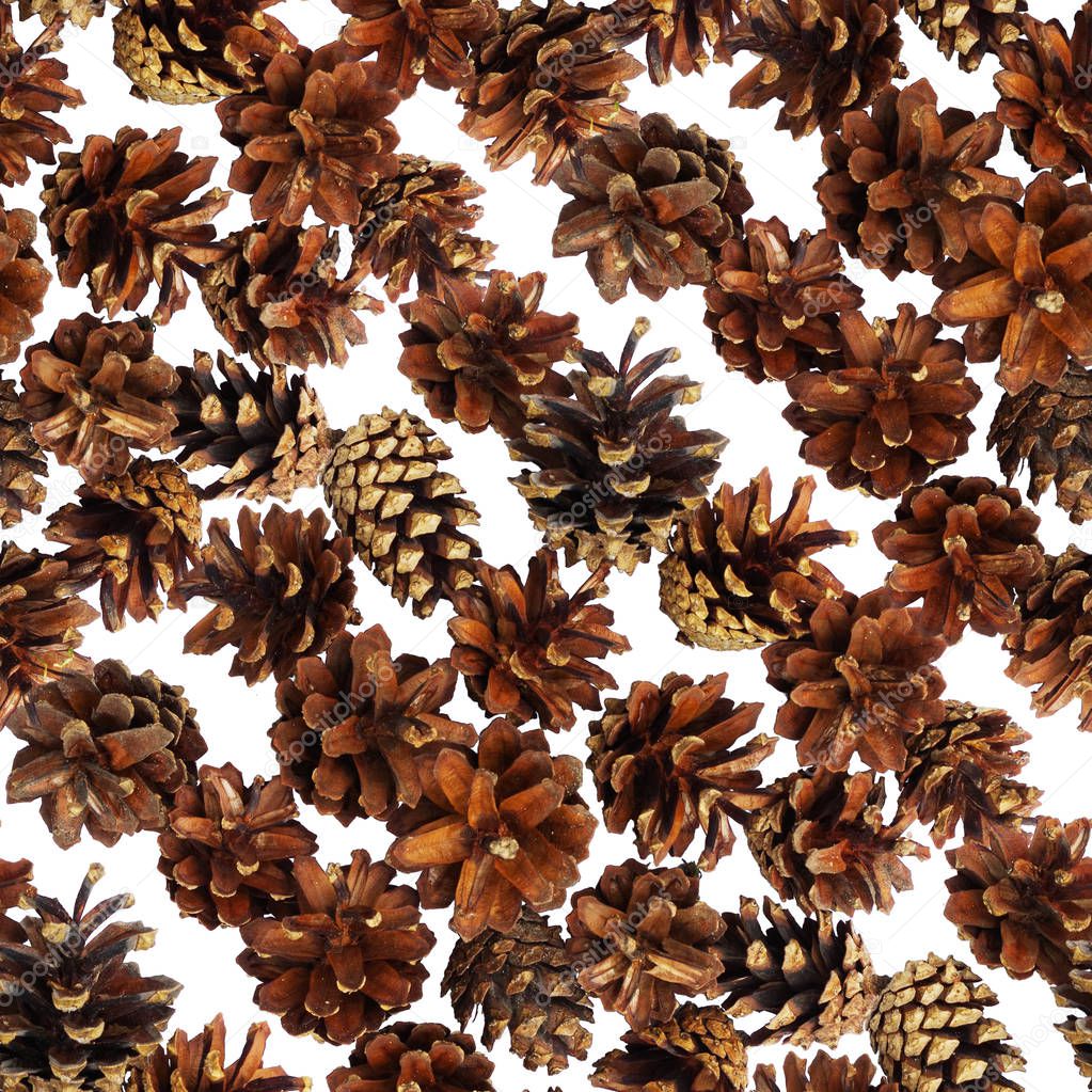 Seamless pattern with pine cones on white background